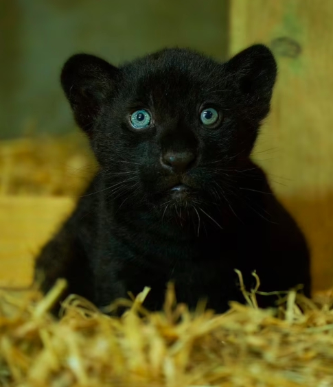 Naissance d'un magnifique jaguar noir dans un sanctuaire britannique